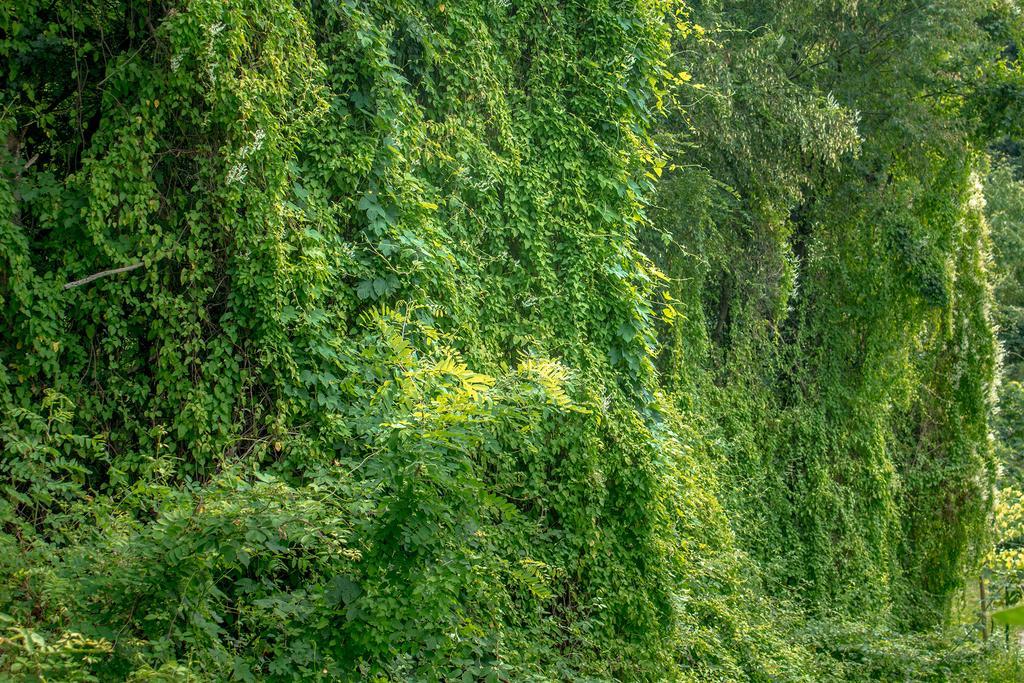 Turisticna Kmetija Stanfel Villa Podsabotin Ngoại thất bức ảnh